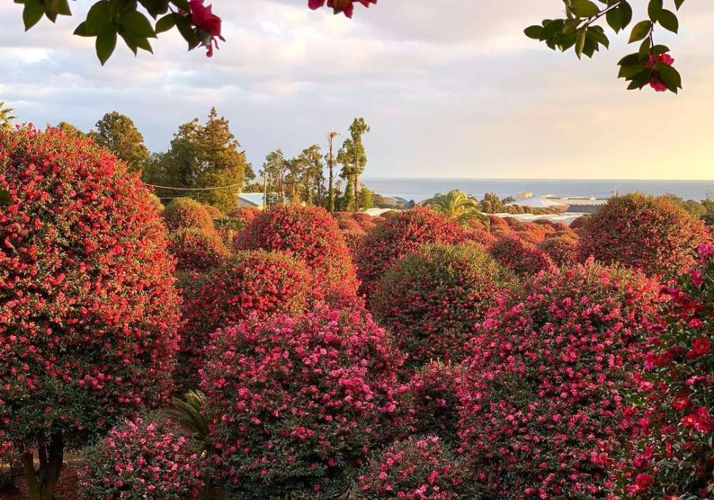 Vườn hoa trà Camellia