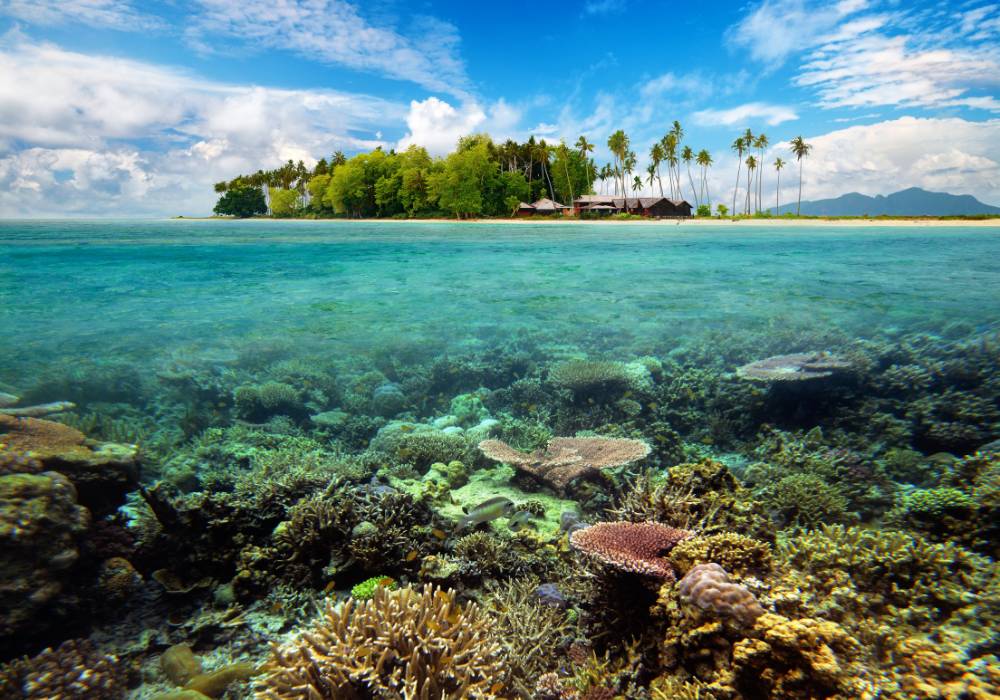 Đảo Coral