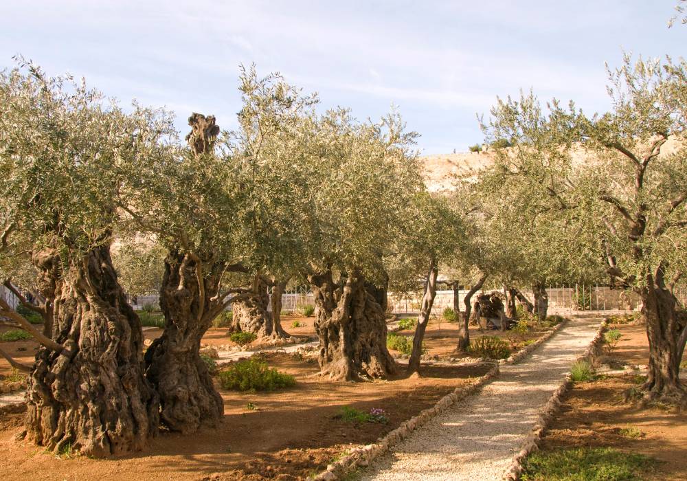 vườn Gethsemane