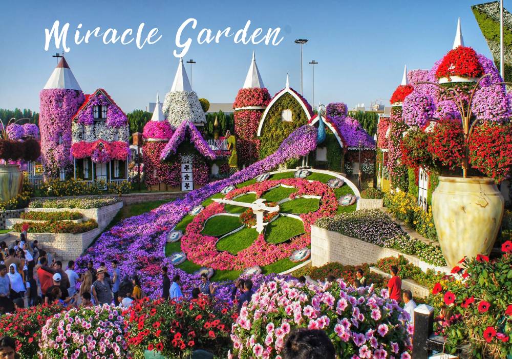 Miracle garden 