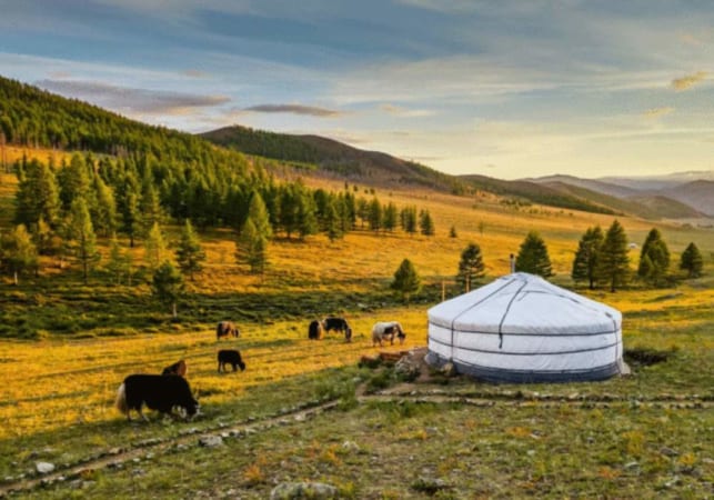 Trại Mông Cổ Nomadic
